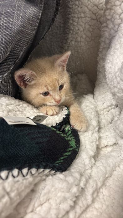 Кішка,киця ,кошеня,котик