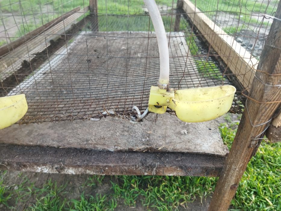 Клетка для перепелов