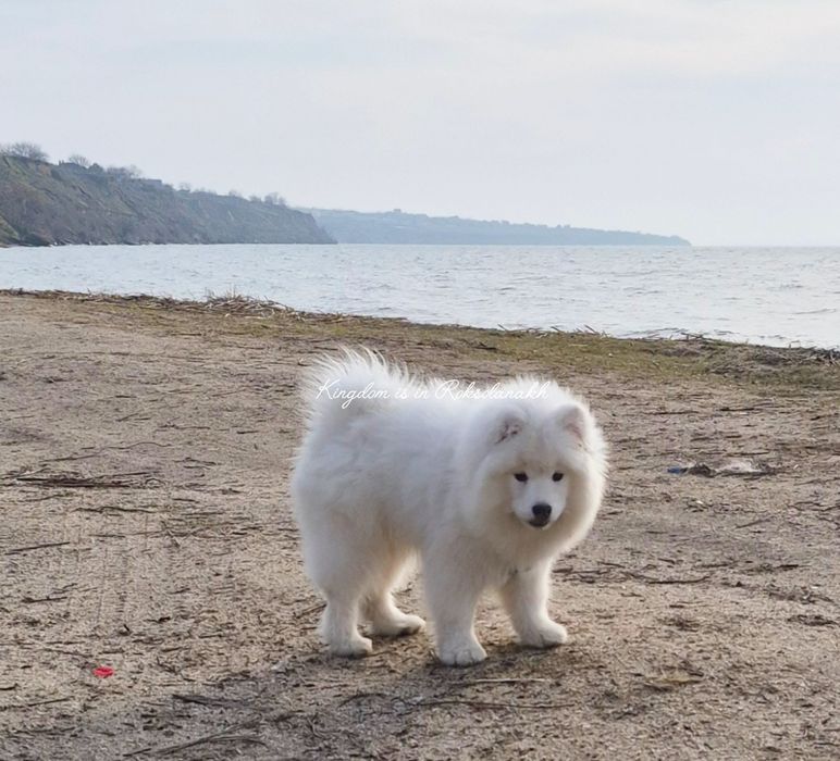 Красота та елегантність в цій красуні Самоеда!