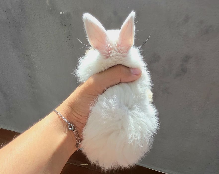 Coelhos anões mini para companhia