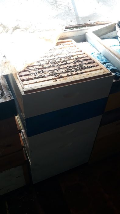 F1 бджоломатки,матки пчеломатки плідні італійки кордован