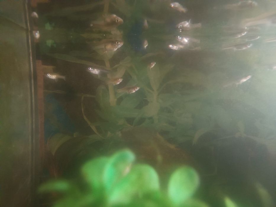 Peixes de lago ou aquário