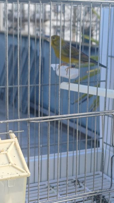 Canário Raça espanhola macho