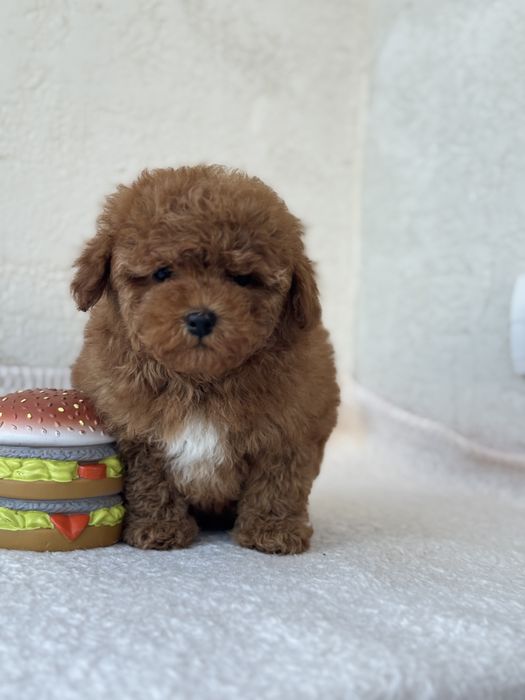 Мальтипу девочка