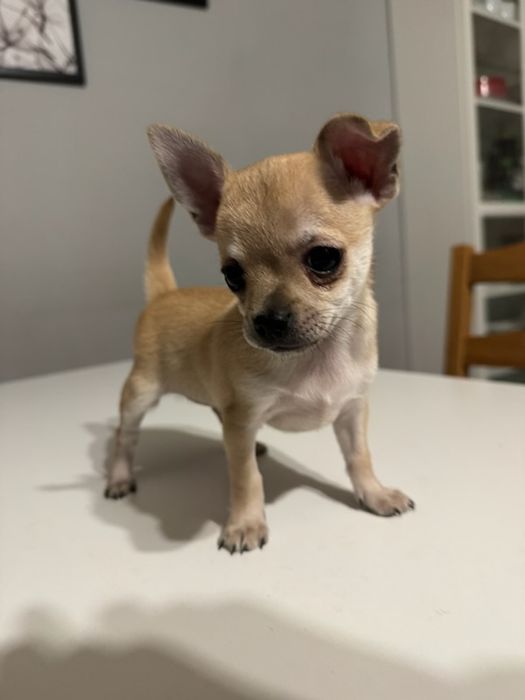 Chihuahua krótkowłosy piesek