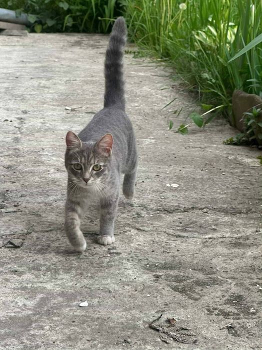 Кішка котик кошеня