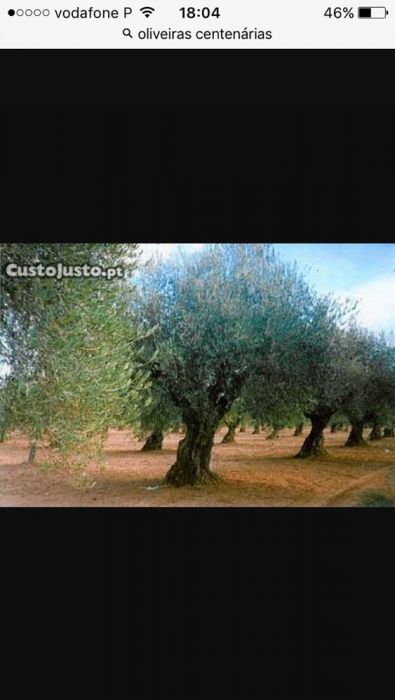 Oliveiras centenárias e terra para jardins
