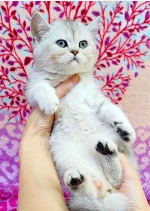 Срібна шиншила хлопчик красунчик