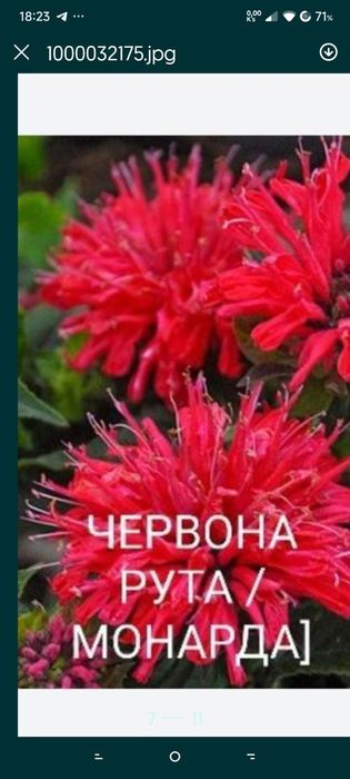 Квіти з власного саду.