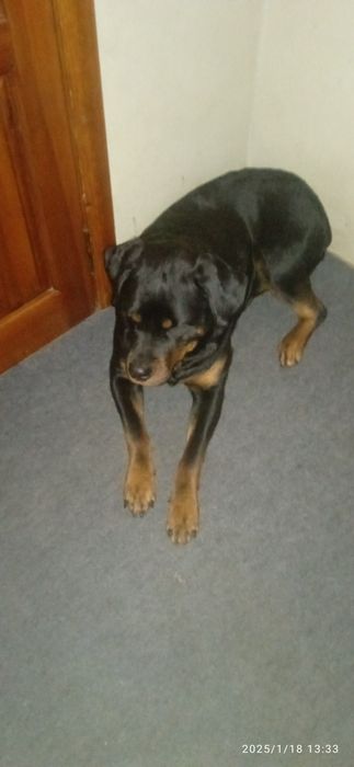 Ротвейлер девочка ищет мальчика срочно