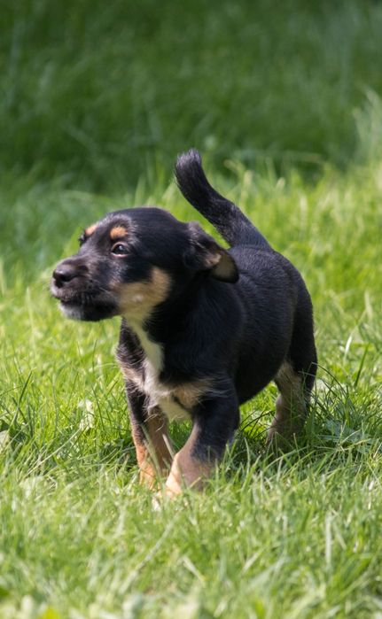 Lola i Bolo szukają domu na zawsze