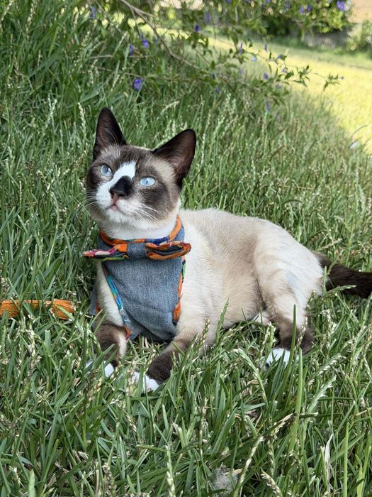 Lucky - gato super meigo para adoção responsável