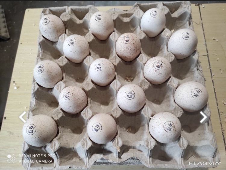 Інкубаційні яйця Кобб 500