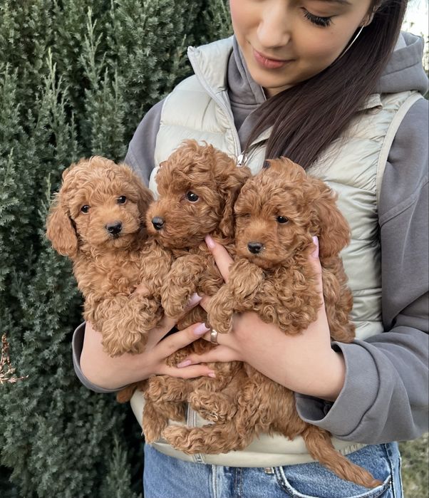 Той пудель хлопчики