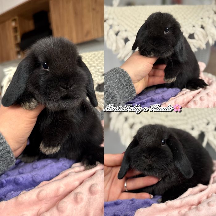 Mini lop! Rasowe króliczki z hodowli