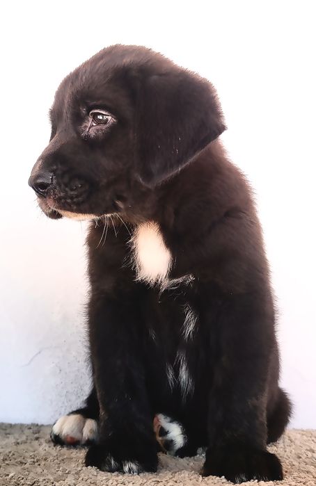 Mastin Espanhol Puro