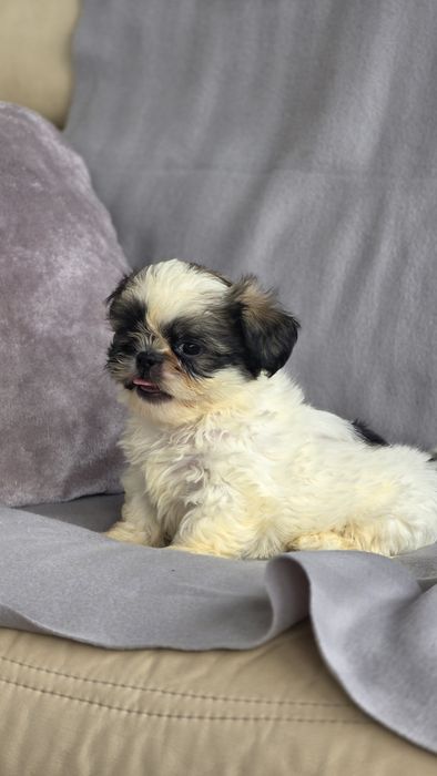 Shih-tzu macho disponível