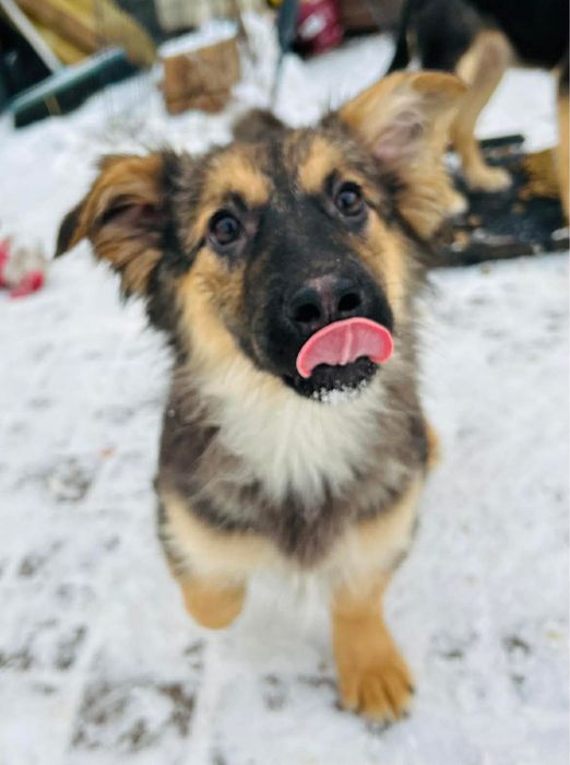 Wspanialy Dzwoneczek gotowy do adopcji