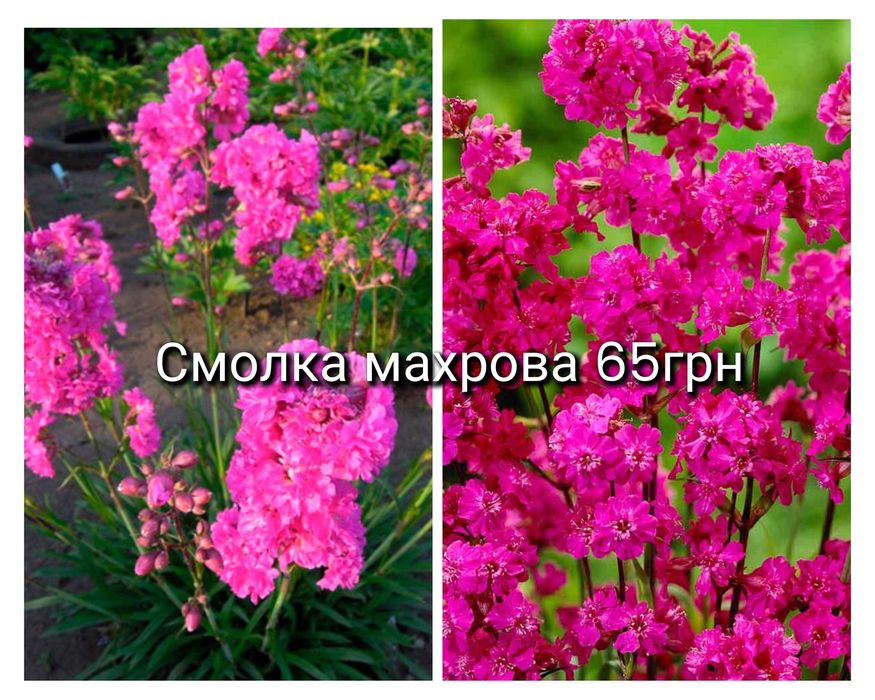 Вебраскум саженцы цветов многолетних