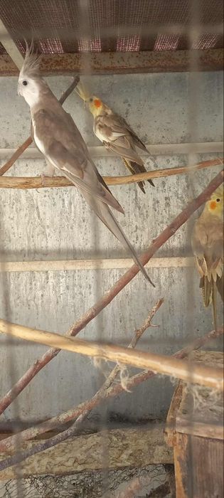 Vendo dois casais de caturras