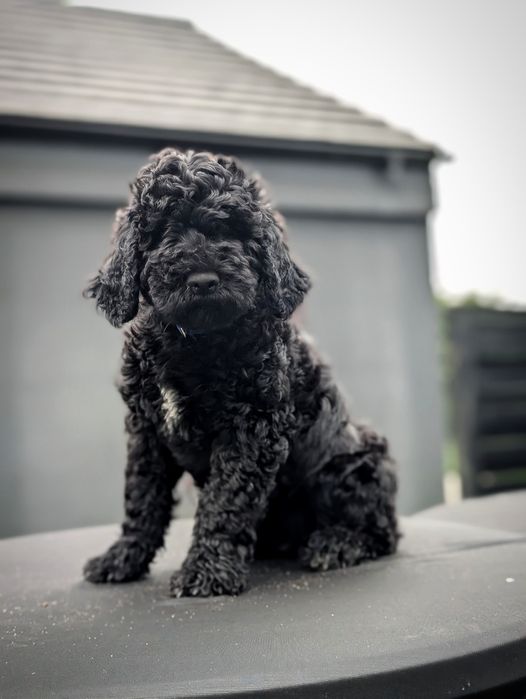 Suczka Barbet, francuski pies dowodny, nie doodle
