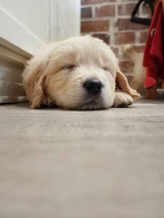 Golden retriever śliczne słodziaki