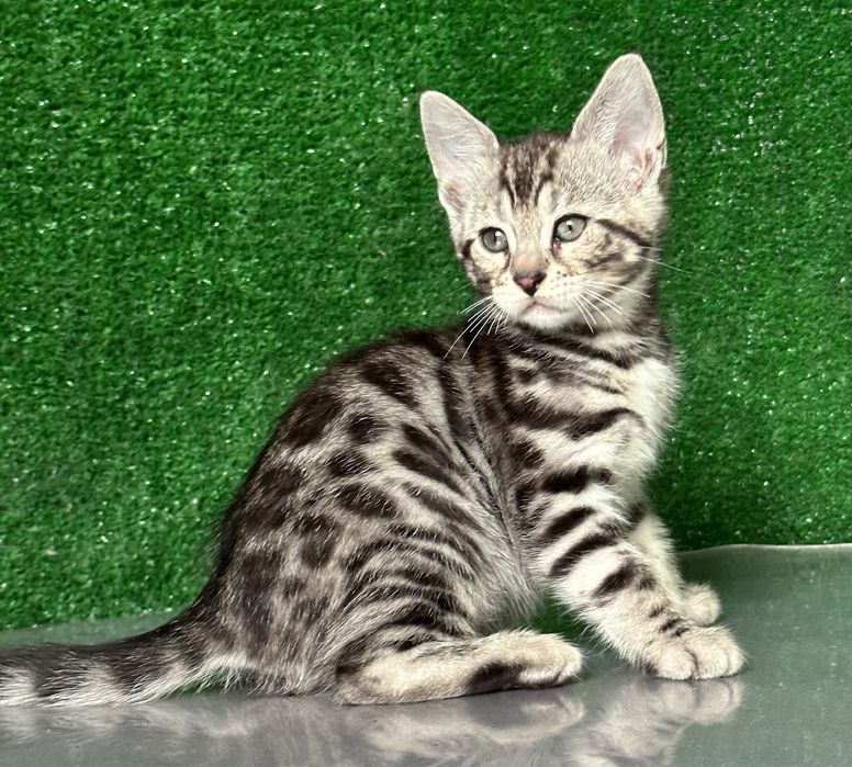 Продам девочку бенгалку