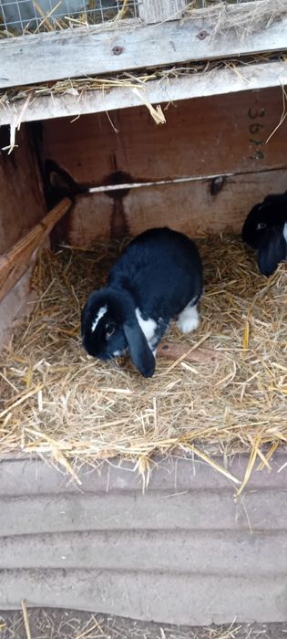 Sprzedam króliki barany francuskie