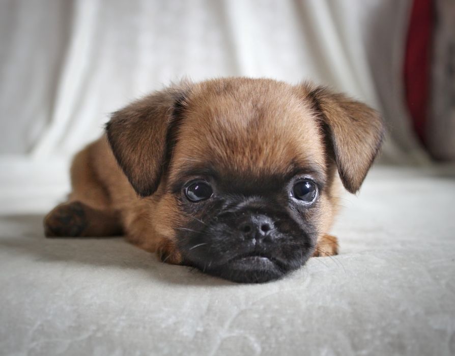 Цуценя грифон брабантський, пті брабансон