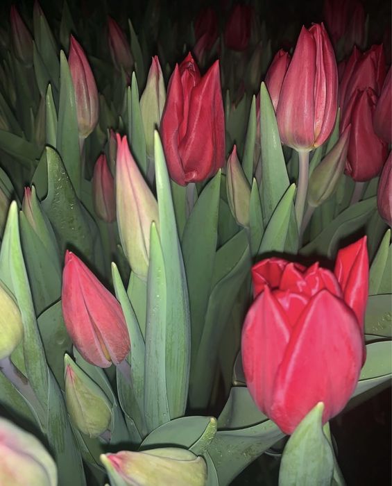 Тюльпан опт/розница