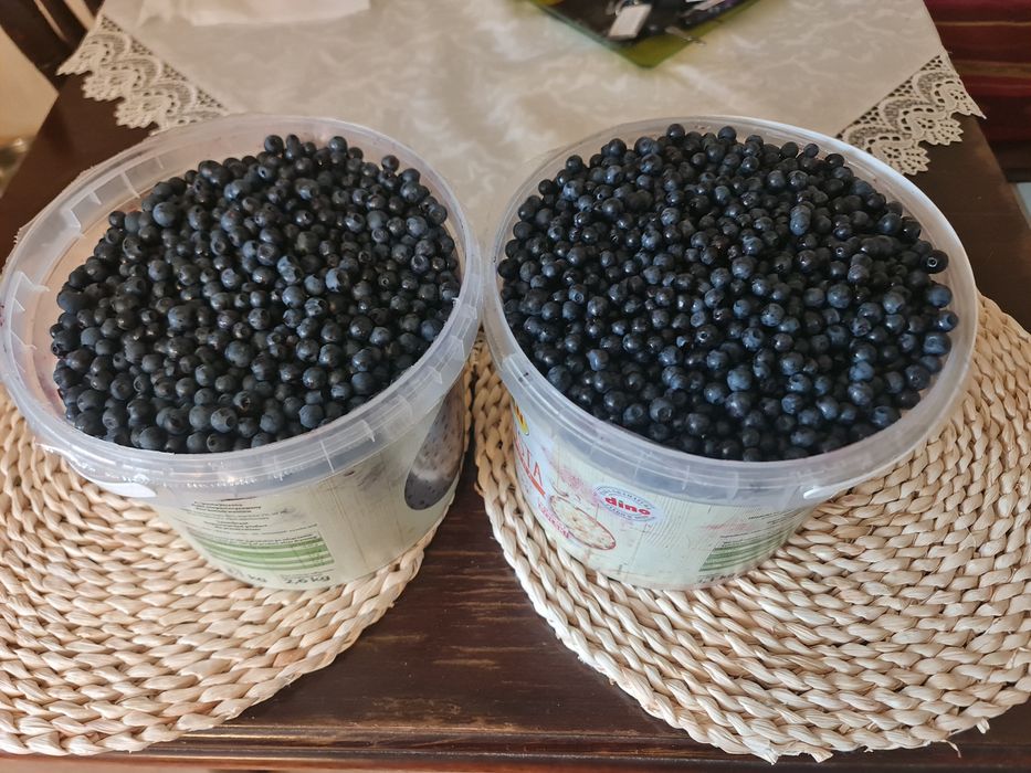 Świeże jagody w super cenie
