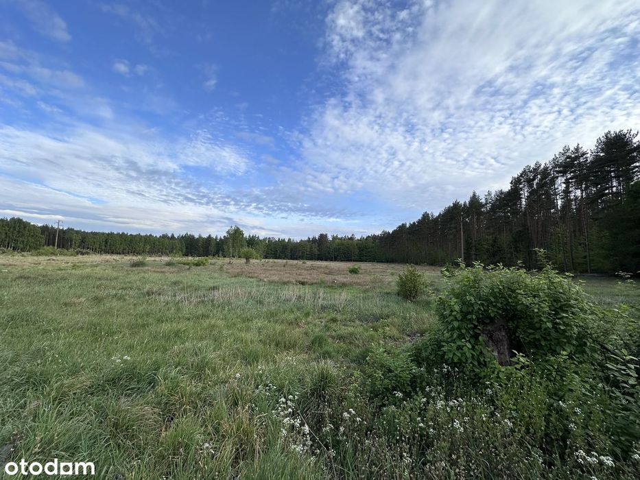Działka z WARUNKAMI ZABUDOWY pod lasem