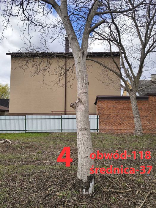 Orzech włoski na pniu