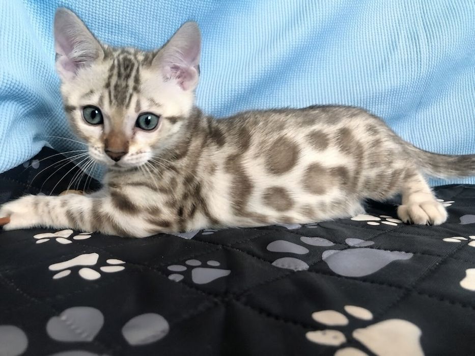 Бенгальське кошеня Мінк
