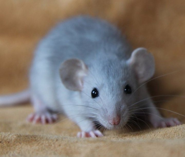 Домашні пацючки "Сріблясті норкові...