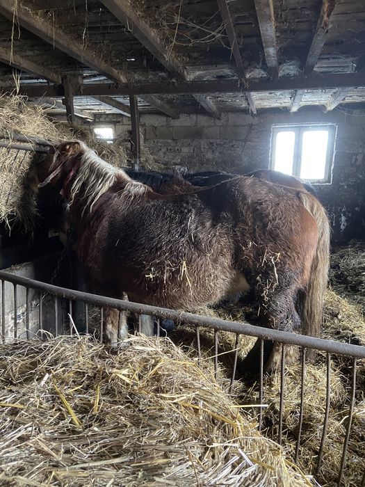 Sprzedam klacz kasztanowatą