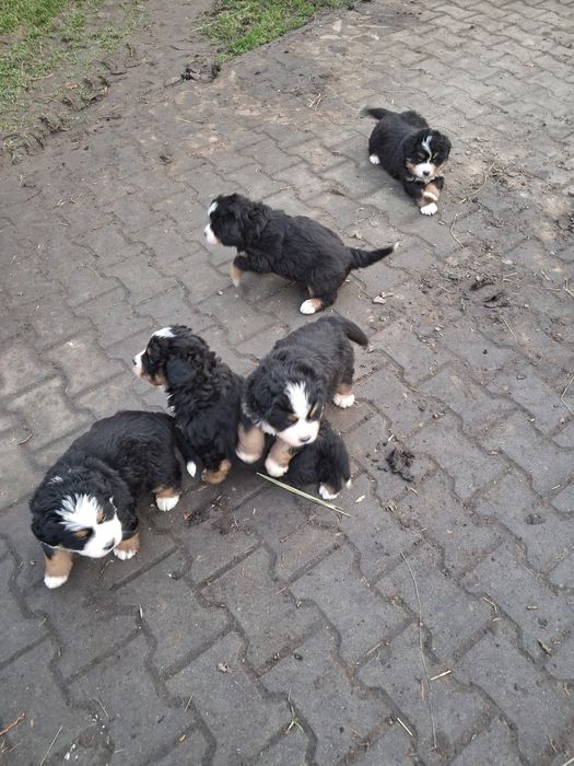 Bernenski pies pastetski