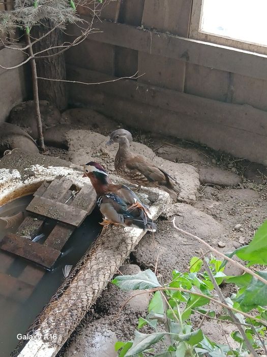 Продам качок дорослі