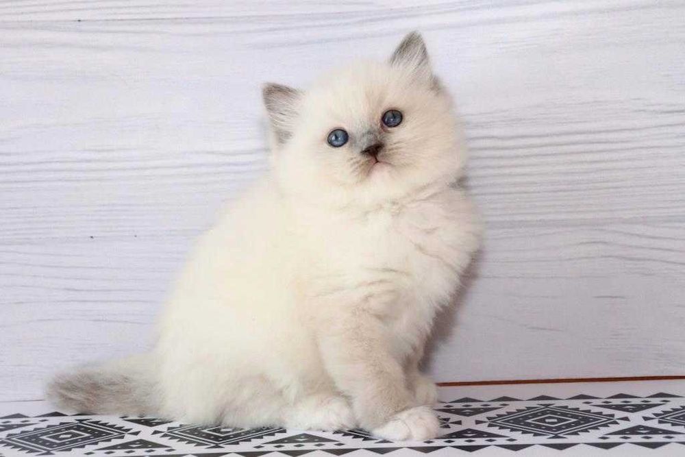 Регдол-хлопчик з волошковими очима. Блакитний мітед забарвленя.