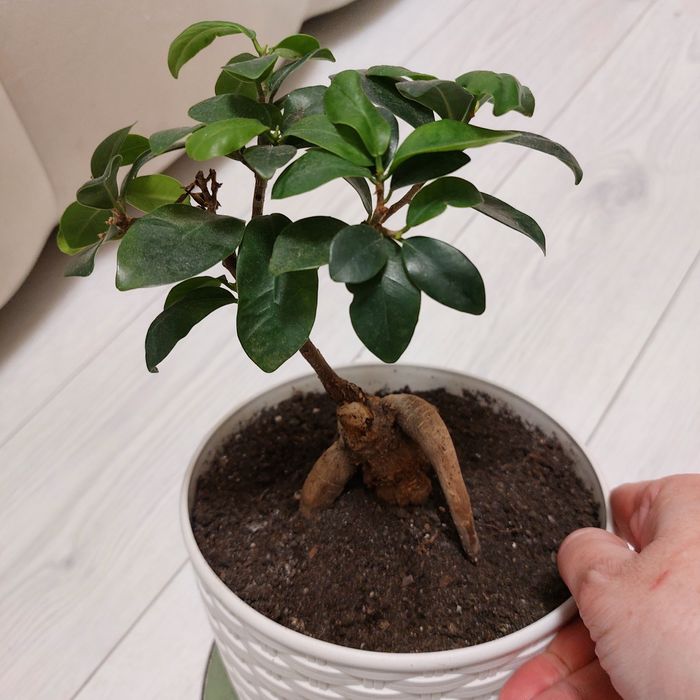 Фікус Генсенг  Бонсай