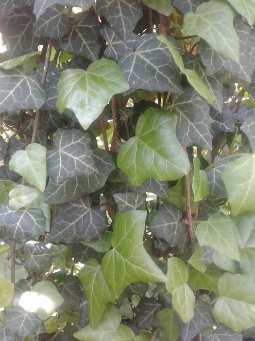 Плющ ползучий, вечно зеленый.