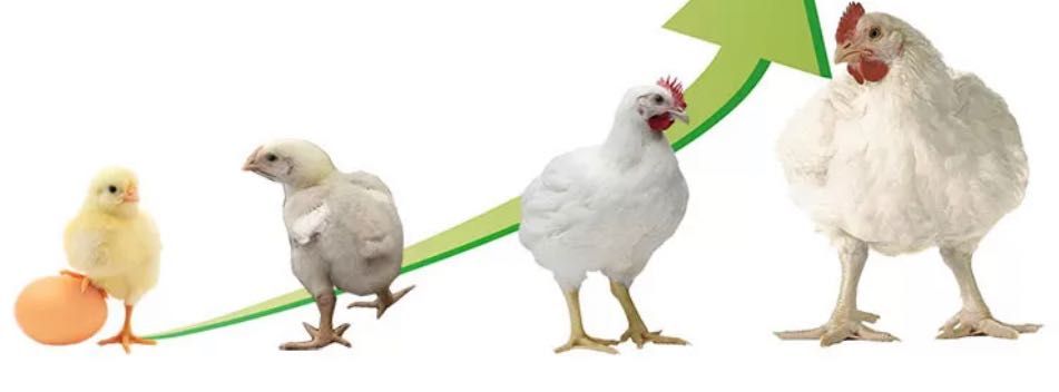 Смачні та швидкоростучі курчата Бройлери