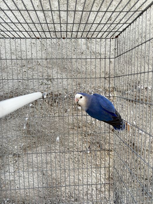 Agapornis Macho 2024