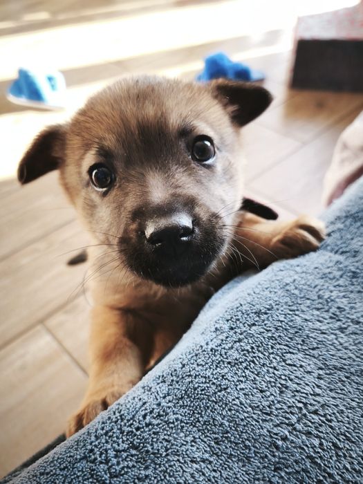 Буся Цуценя дівчинка 1 місяць