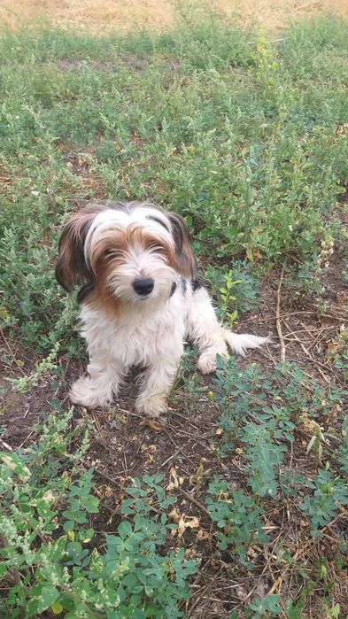 Бівер йорк, дівчинка,  3 роки