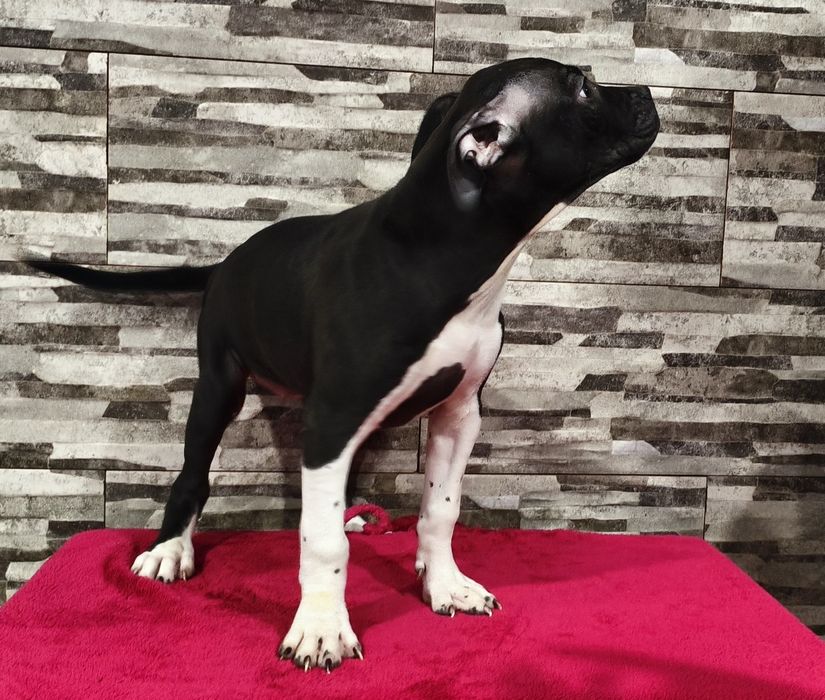 Fêmea American Staffordshire Terrier