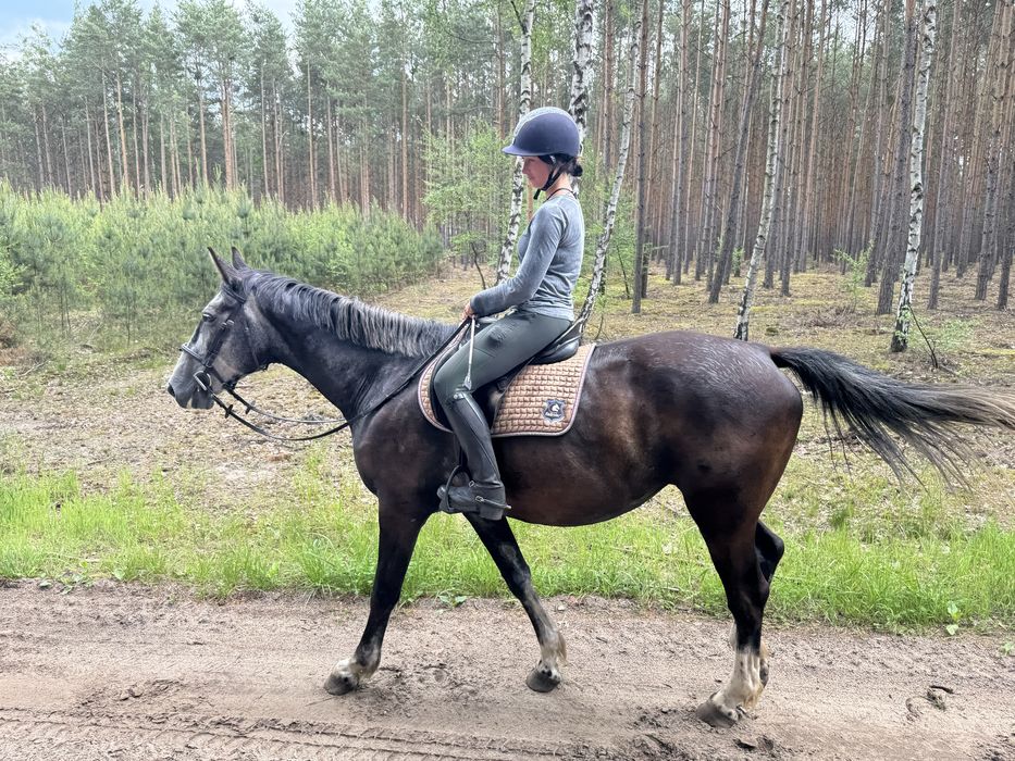 Wysoka, ramowa klacz PKS ur.2019