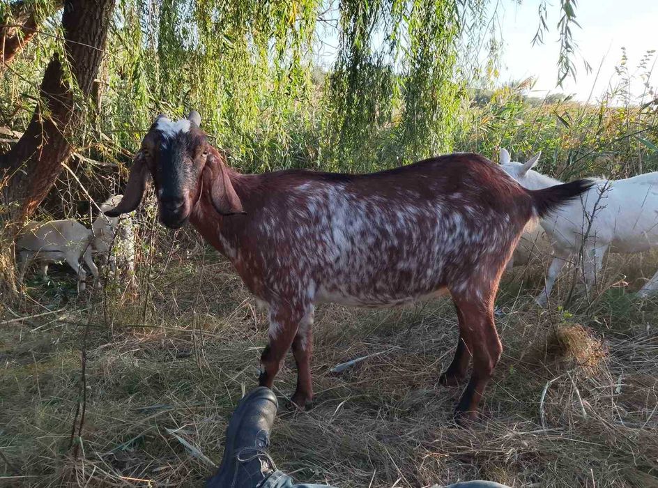 Продам нубійського  козла на плем'я,