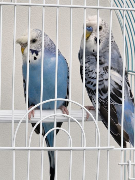 Casal de Periquitos