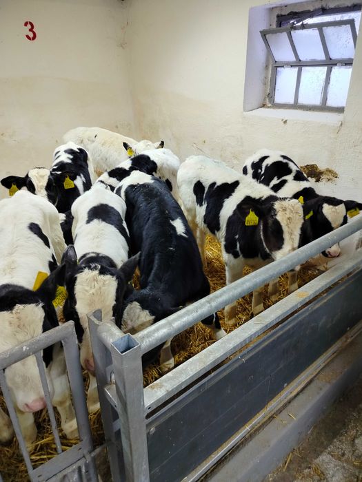 Byczki byczek ciele cielaki hf